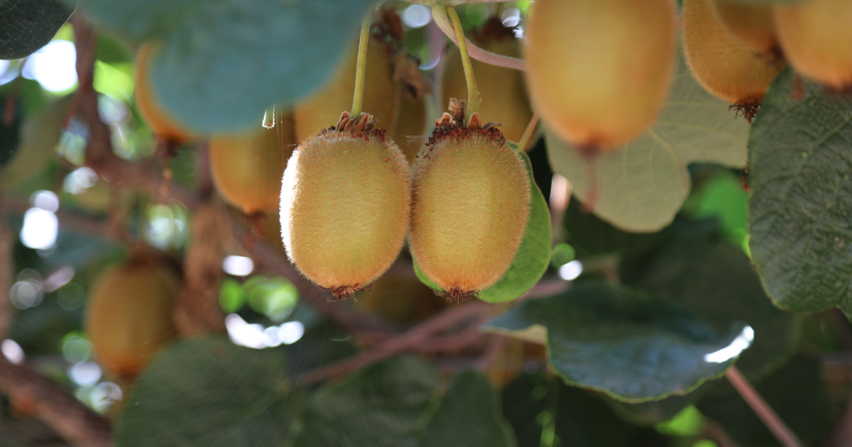 キウイ花粉（純花粉）約20g キウイ花粉（純花粉）約20g