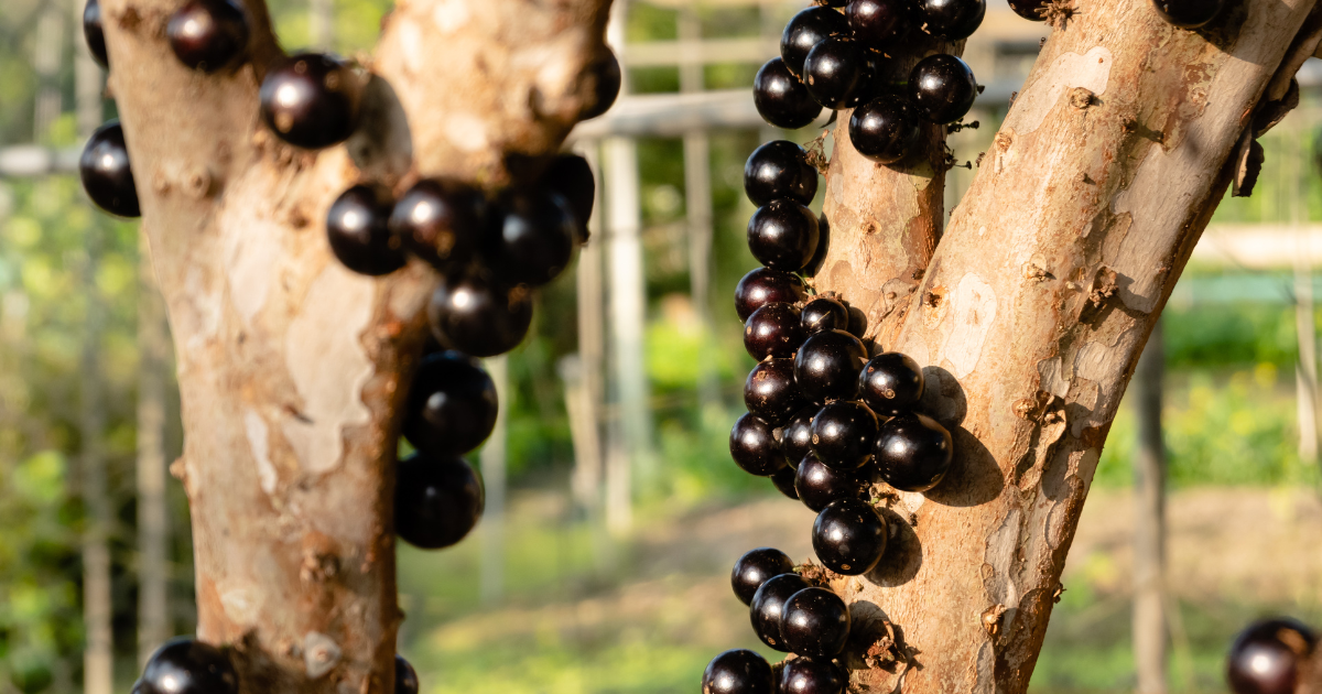 希少フルーツ『ジャボチカバ』の味・栄養・育て方を徹底解説