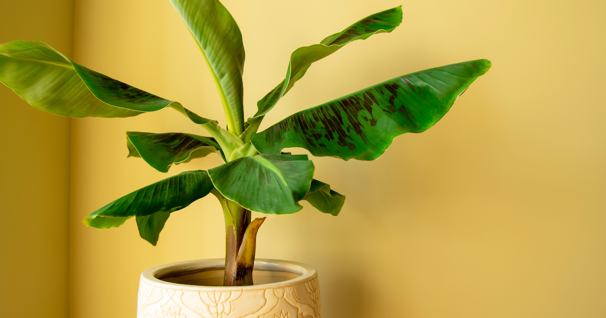 バナナの木を観葉植物として楽しむ方法｜育て方のコツとおすすめ