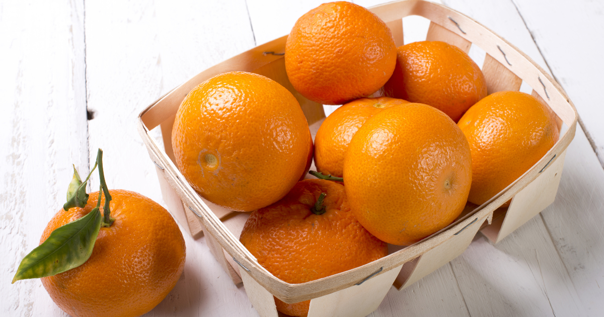 無農薬 スイートスプリングオレンジ 苗木 果樹 特大株 スイート