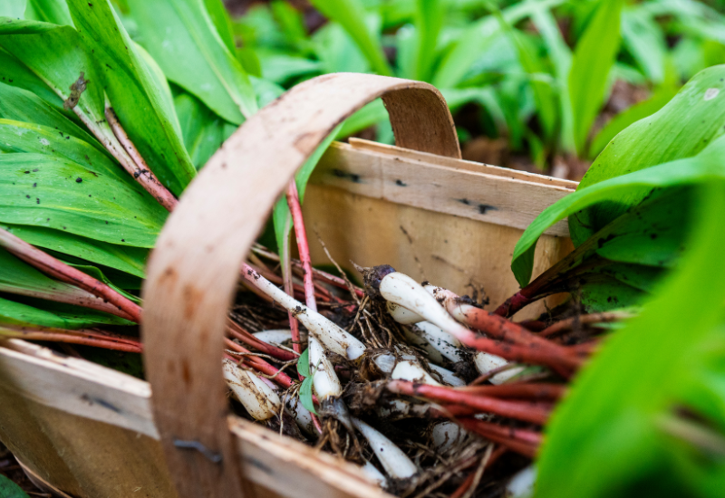 ノビル(野蒜)の見分け方ガイド：特徴から採取場所、注意点まで