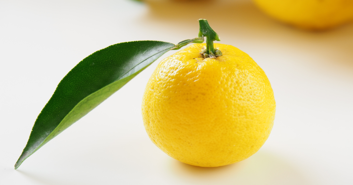 花柚子２本　レモン21 2本 花柚子2本 レモン21 2本 花柚子2本 レモン21 2本 本ゆずの苗木【果樹