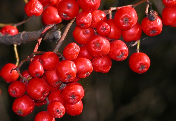 赤い実 1_9ee977a0-d4a5-405c-8ceb-