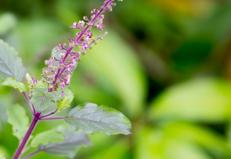 ホーリー バジル 効能