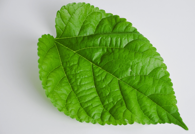 桑の葉・確認用・緑色の大きな葉 桑の葉・確認用・緑色の大きな葉 桑の葉 毒