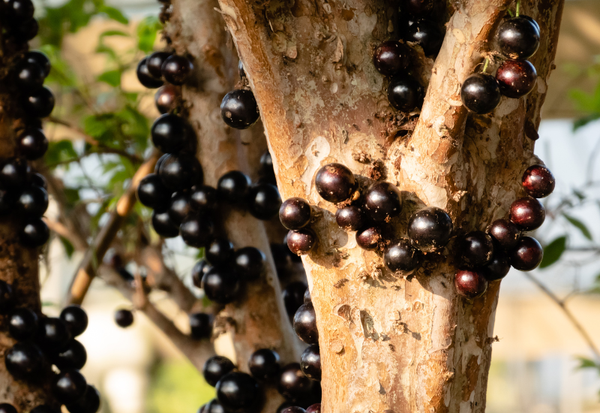 ジャボチカバ：幹に実る神秘のフルーツ、その魅力と栽培方法