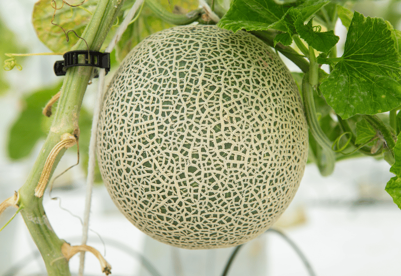 家庭菜園の革命児！メロン「ころたん」で極上の収穫体験を
