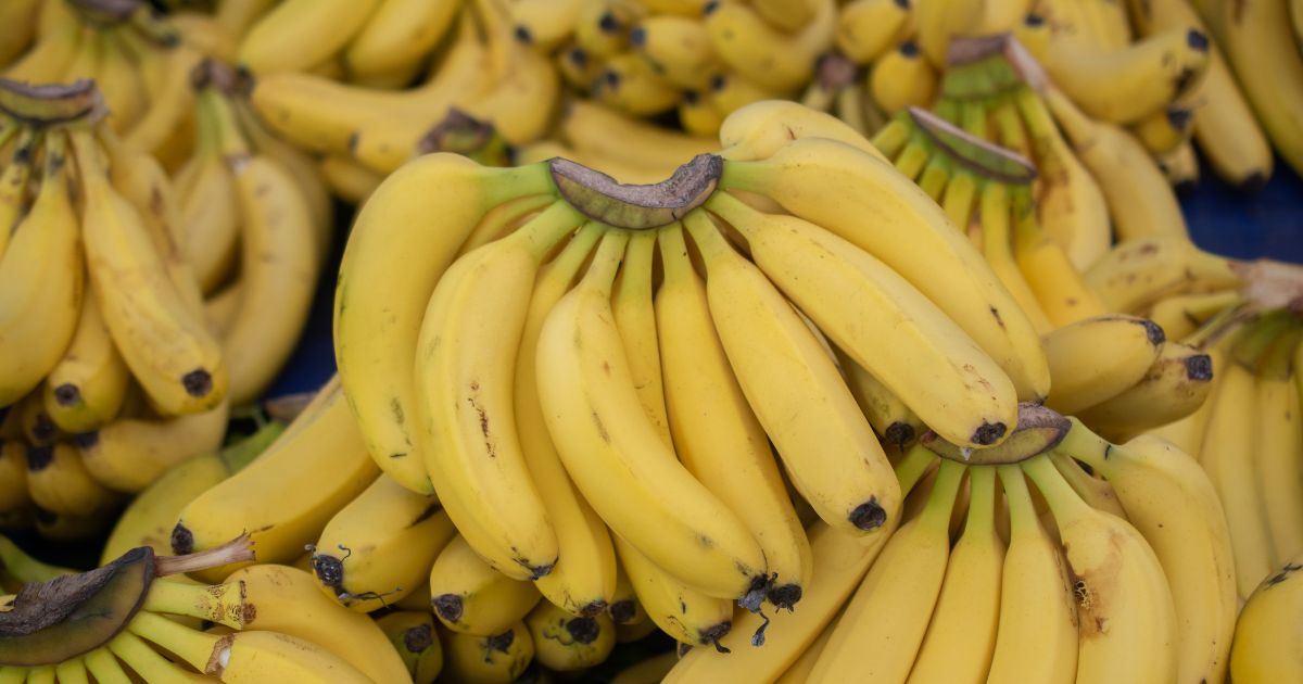 モンキーバナナ 1m超え