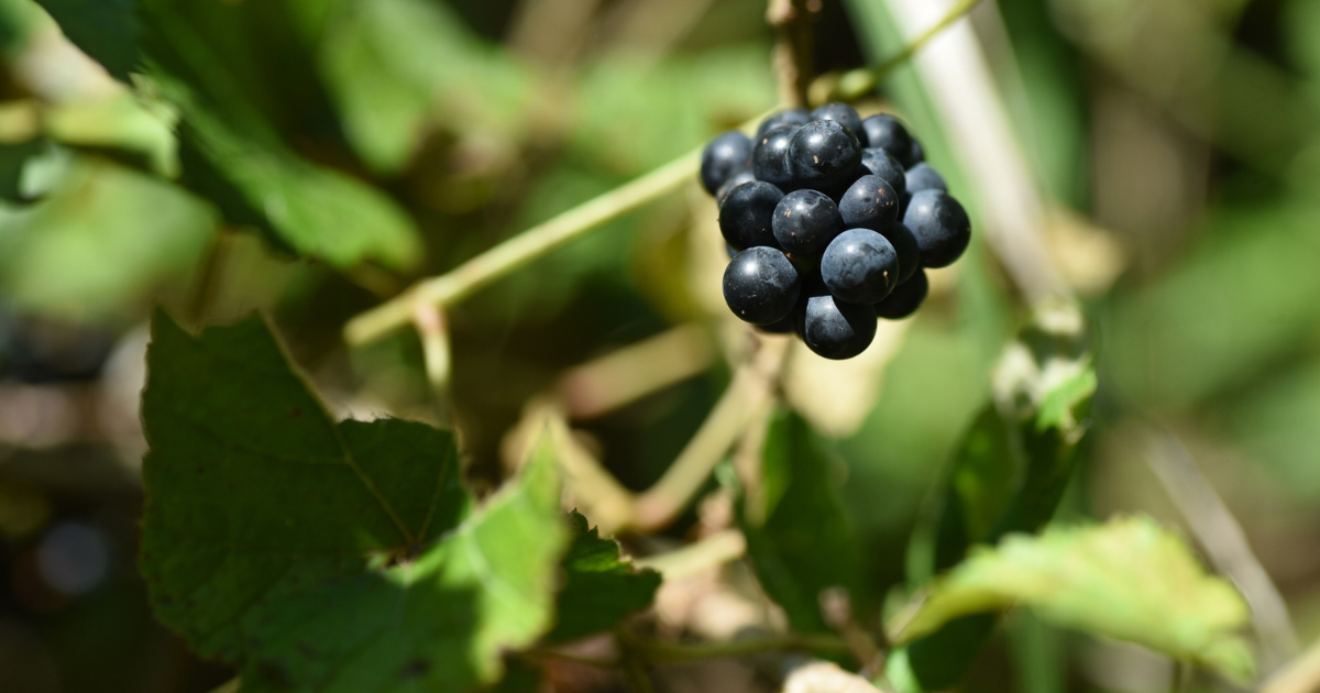 山ぶどうに似た植物と毒草の見分け方|誤食を防ぐ決定的特徴と安全基準
