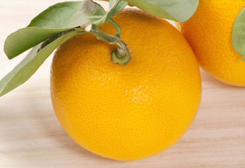 西内小夏蜜柑苗木♪ 日向夏 ニューサマーオレンジ 日向夏（4品種）の