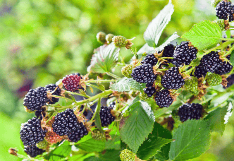 【ブラックベリーページ】 ブラックベリー 苗