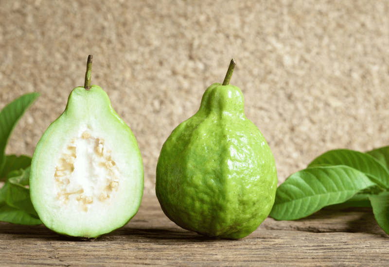 ベトナムのグアバの木 グアバの木コレクション | Botanical Archive | フルーツプランツを