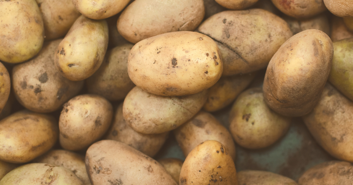 じゃがいも「インカのめざめ」種芋：選び方から育て方まで徹底ガイド