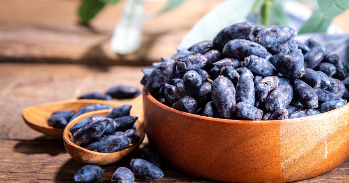 北の蝦夷ハスカップ　原種　成木果樹 高さ1メートル40cm 北の蝦夷ハスカップ 原種 成木果樹 高さ1メートル40cm