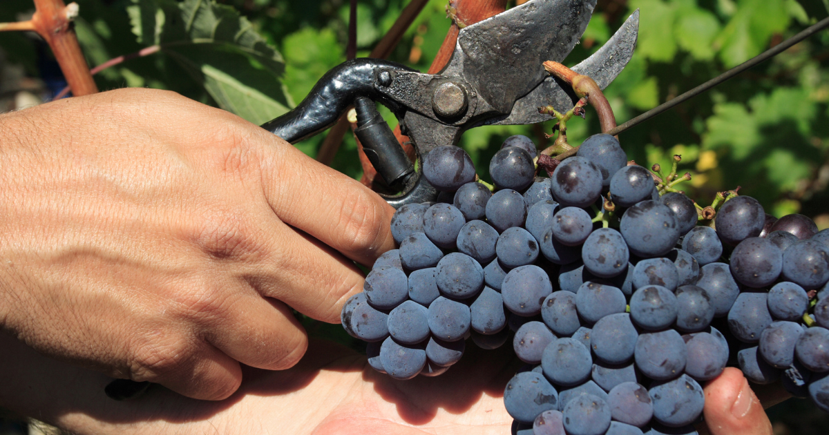 ブドウ(葡萄) オーダーページ 果樹の穂木、(挿し木、接ぎ木用)ブドウの