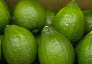 グリーン璃の香 特選品 | レモン | 株式会社瀬戸内ゆうき農場