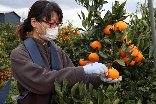 【常温】しぼりたて柑橘ジュース 各種|ジュース|浦虎みかん農園 - スイーツモール
