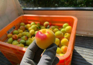 【常温】中山農園の梅|その他|中山農園 - スイーツモール