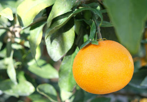 【常温】まどんな | みかん | setouchi LIETO