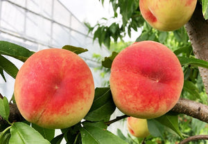 【冷蔵】あかつき・川中島白桃 | 桃 | マルハチ安野農園