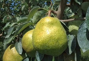 【常温】ラフランス | 梨 | マルハチ安野農園