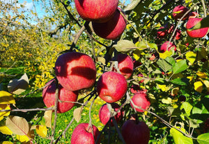 【常温】山形のりんご 家庭用 | りんご | 果樹園~die Freude~
