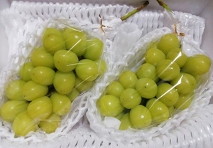 【常温】シャインマスカット | ぶどう | アルコアーナ農園