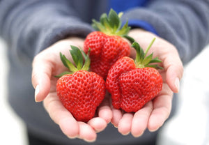 【冷蔵】いちご越後姫 | いちご | Ripifarm(リピファーム)