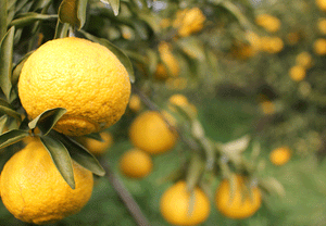 【常温】訳ありはるか | みかん | 株式会社オレンジヒルズ 松本農園