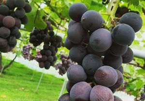 【常温】シャインマスカット・種あり巨峰 | フルーツ | Ripifarm(リピファーム)