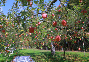 【冷蔵】つがる|りんご|小石川観光りんご園