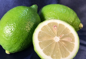 【常温】黒潮檸檬 | レモン | 黒潮フルーツファーム