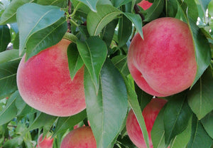 【常温】桃(あかつき) | 桃 | アルコアーナ農園