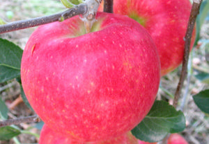 【冷蔵】りんご・夏あかり | りんご | 信州のど真ん中、梶原農園