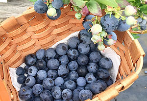 【冷蔵】ブルーベリー 化粧箱入り | ブルーベリー | ブルーベリーファーム新松戸