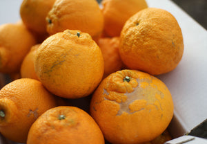 【常温】パクパクデコ 訳アリ品 | みかん | 株式会社オレンジヒルズ 松本農園