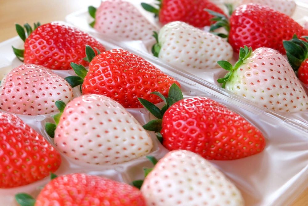 【冷蔵】紅白いちご食べ比べセット|いちご|ITADAKI FARM OGORI - スイーツモール