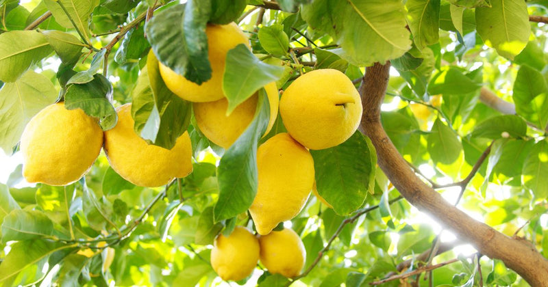 レモンの木 種類：風味豊かな多様性を徹底解説
