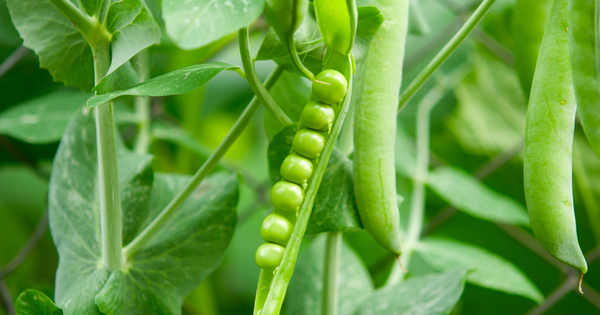 [さや豆の種類]：特徴、栄養、調理法、レシピまで徹底解説！