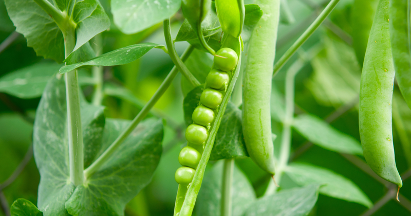 [さや豆の種類]：特徴、栄養、調理法、レシピまで徹底解説！