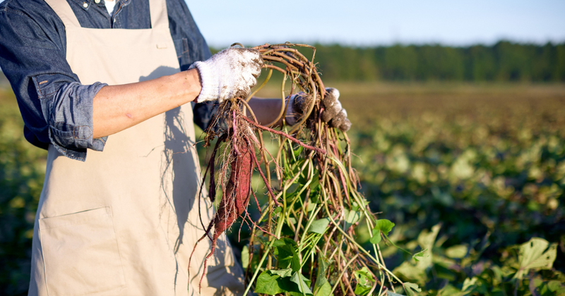 サツマイモ植え付け時期：地域別最適期と遅植え対策ガイド