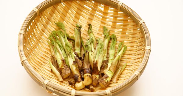 たらの芽の下ごしらえ完全ガイド：アク抜きから調理法まで