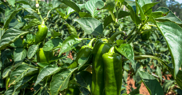 【初心者向け】ピーマン植え時期：最適な時期と栽培のコツを徹底解説！