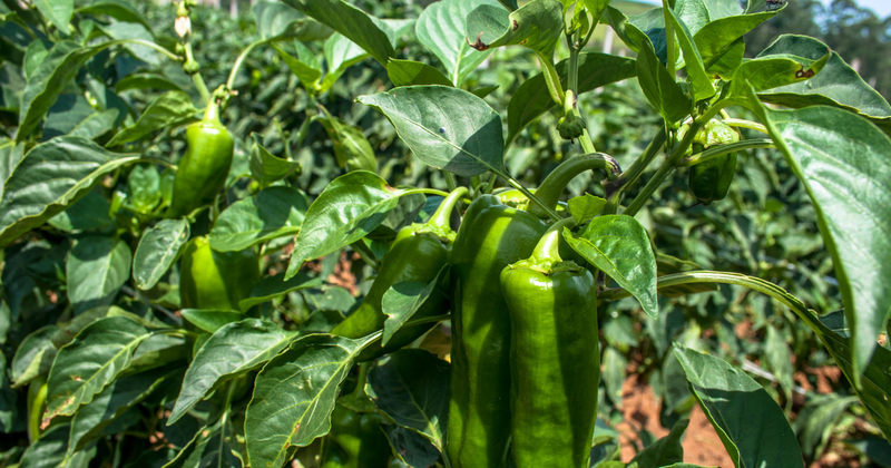 【初心者向け】ピーマン植え時期：最適な時期と栽培のコツを徹底解説！