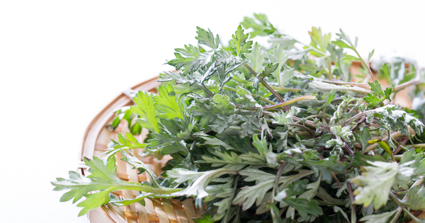 ヨモギの成分：知られざる薬効と活用法