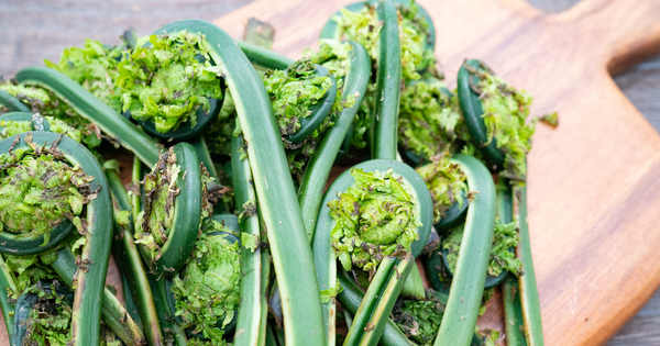 こごみ完全ガイド：下処理、絶品レシピから保存方法、植物としての魅力まで