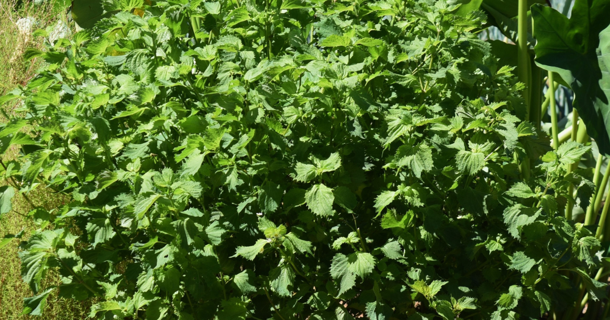 大葉を無駄なく活用！長持ちさせる保存方法を徹底解説：冷蔵・冷凍・乾燥