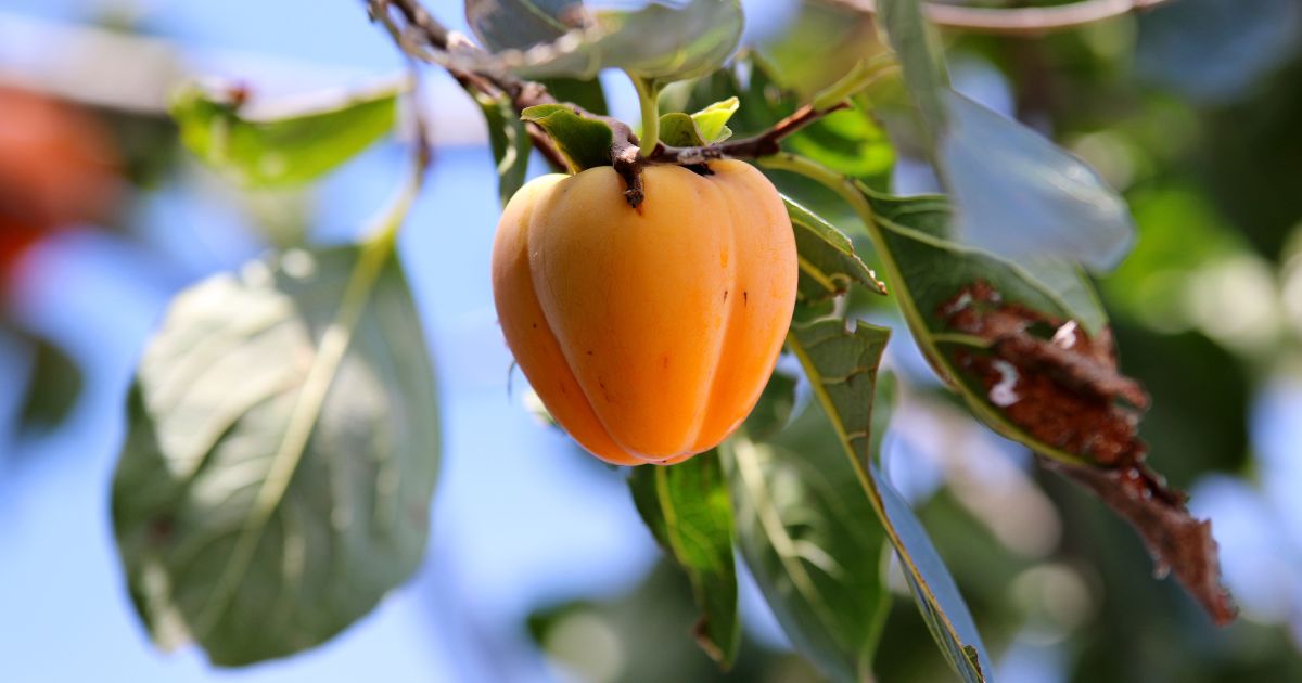 渋柿とは？渋みの原因から美味しい食べ方まで徹底解説