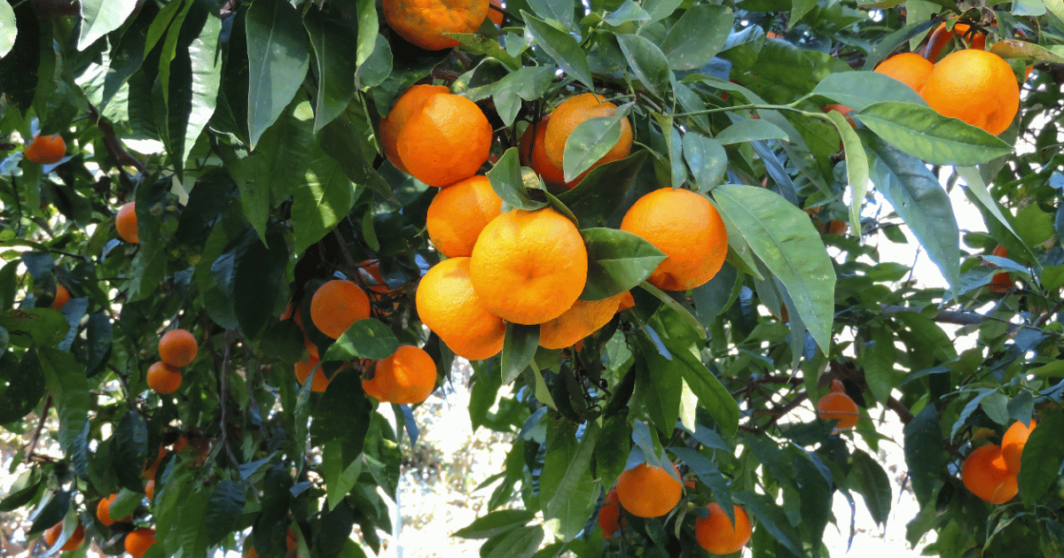 せとか栽培の難しさとは？栽培を成功させるためのポイントを解説