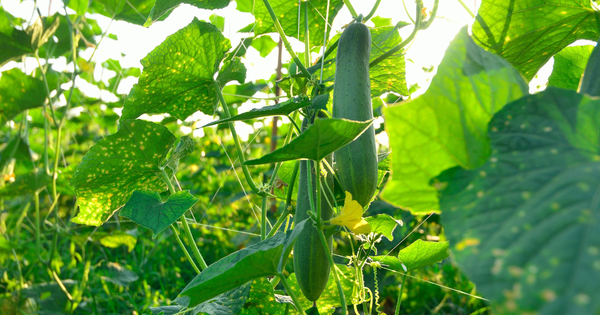 きゅうりネットの張り方完全ガイド：初心者でも失敗しない設置方法と栽培のコツ